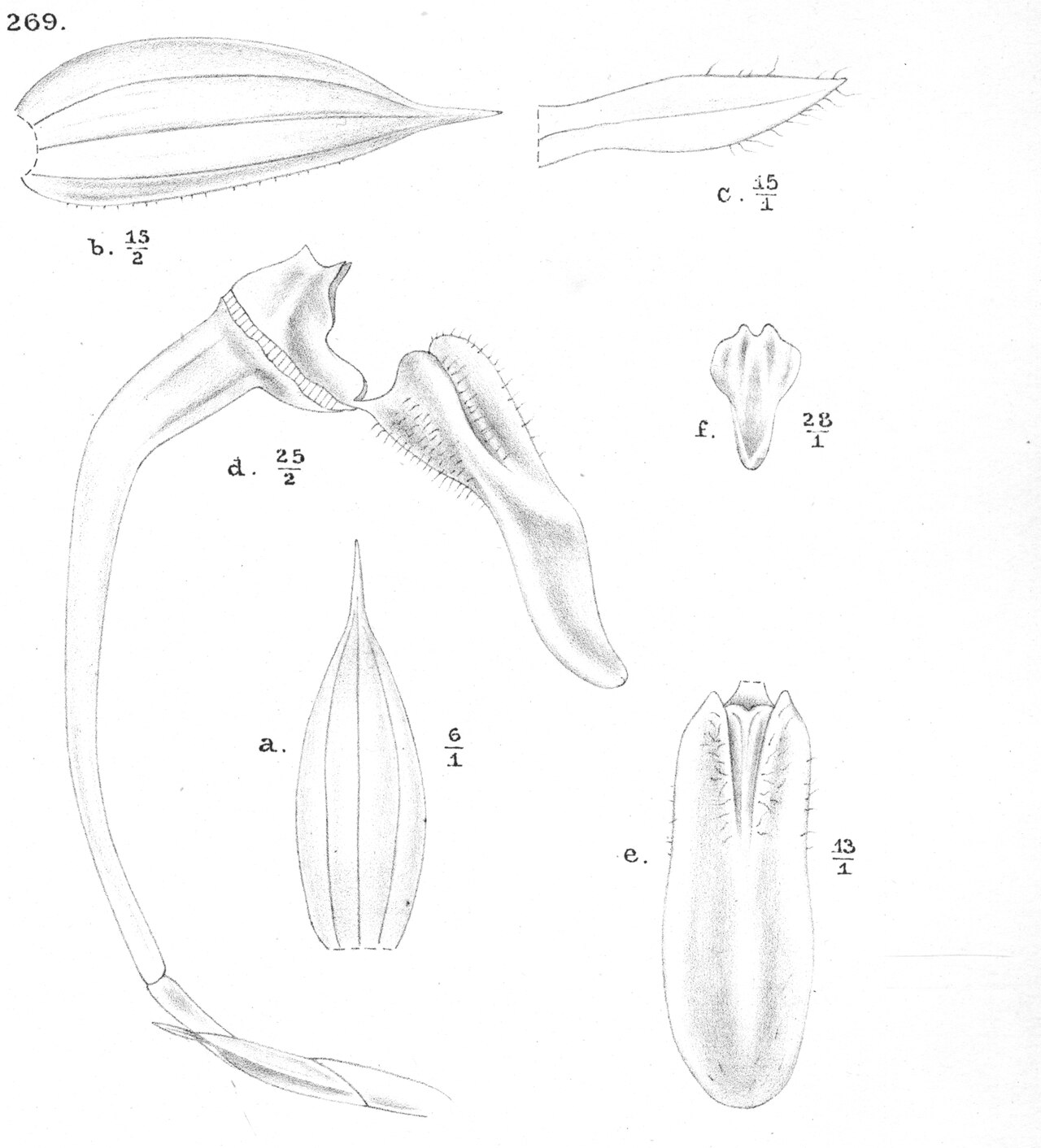 Bulbophyllum imbricans