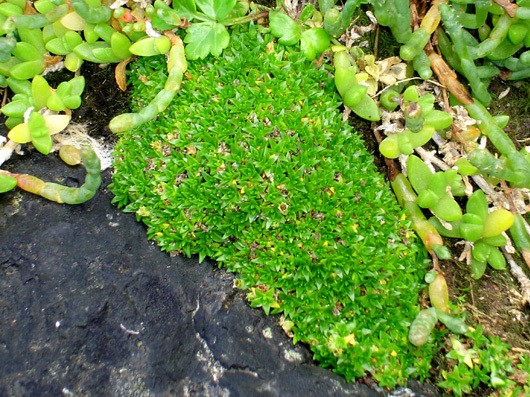 Colobanthus muscoides
