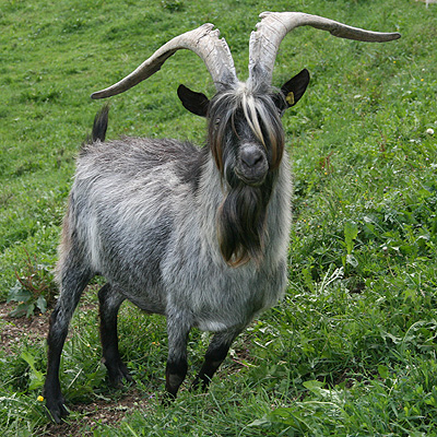 Capra Grigia