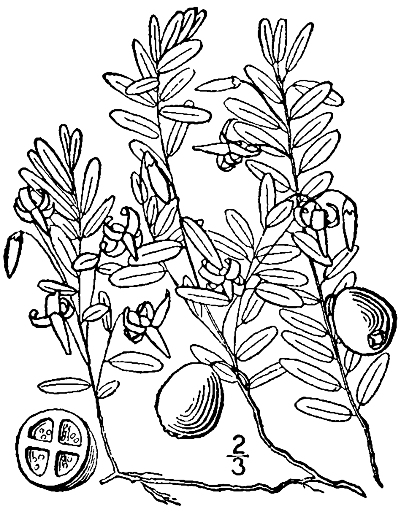 Vaccinium macrocarpon