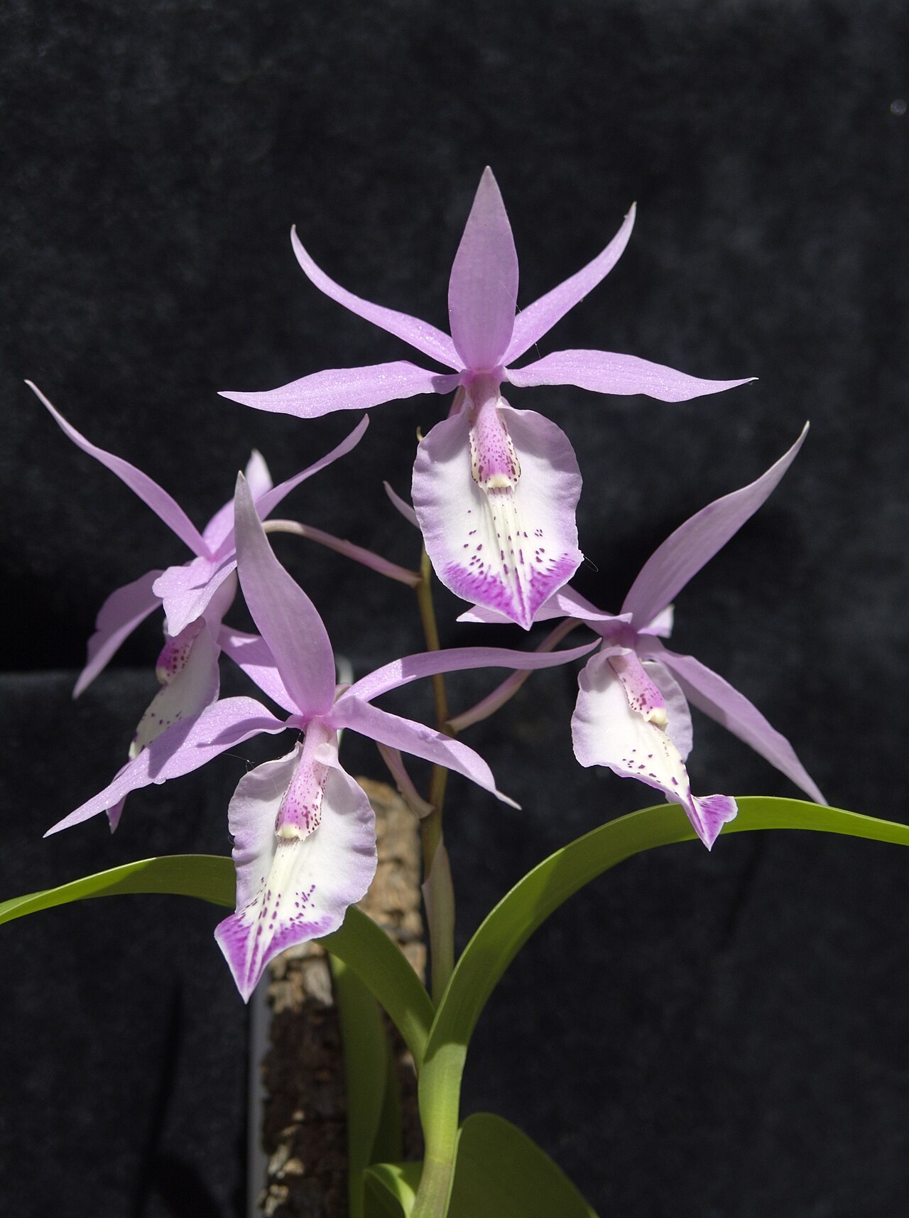 Barkeria spectabilis