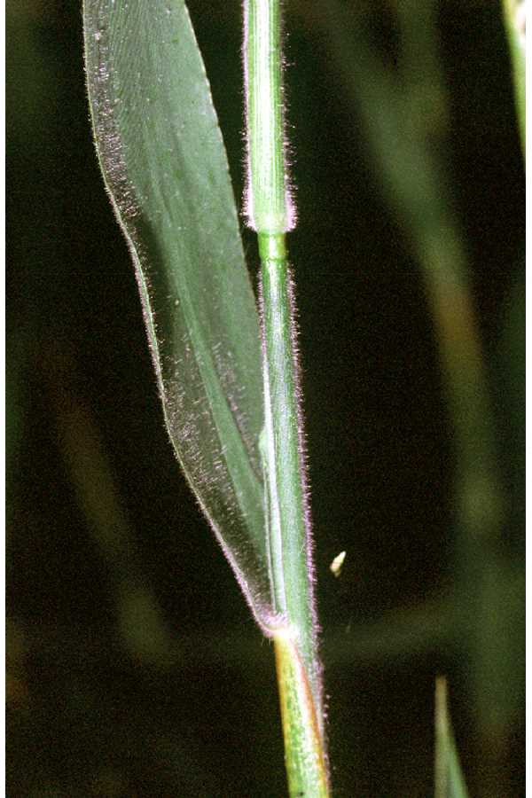 Dichanthelium scoparium