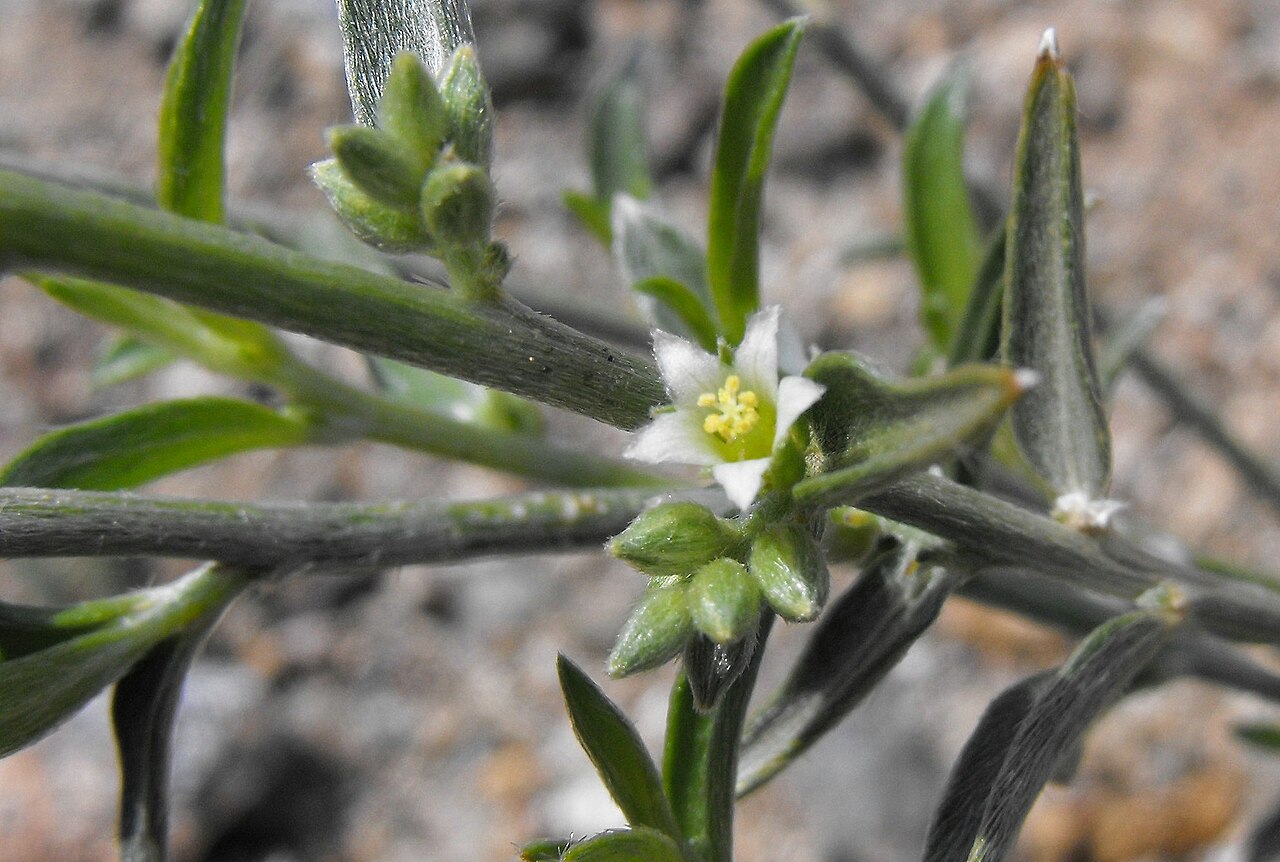 Ditaxis lanceolata