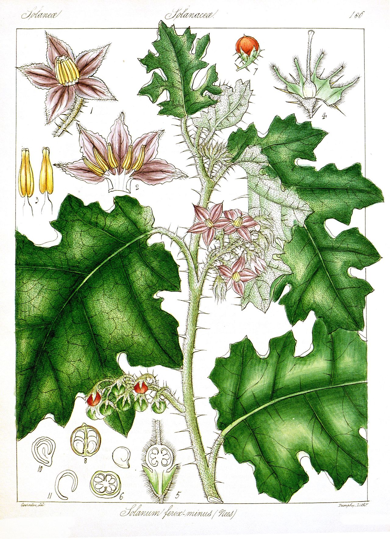 Solanum ferox