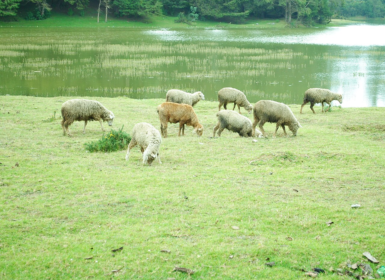 Nilgiri sheep