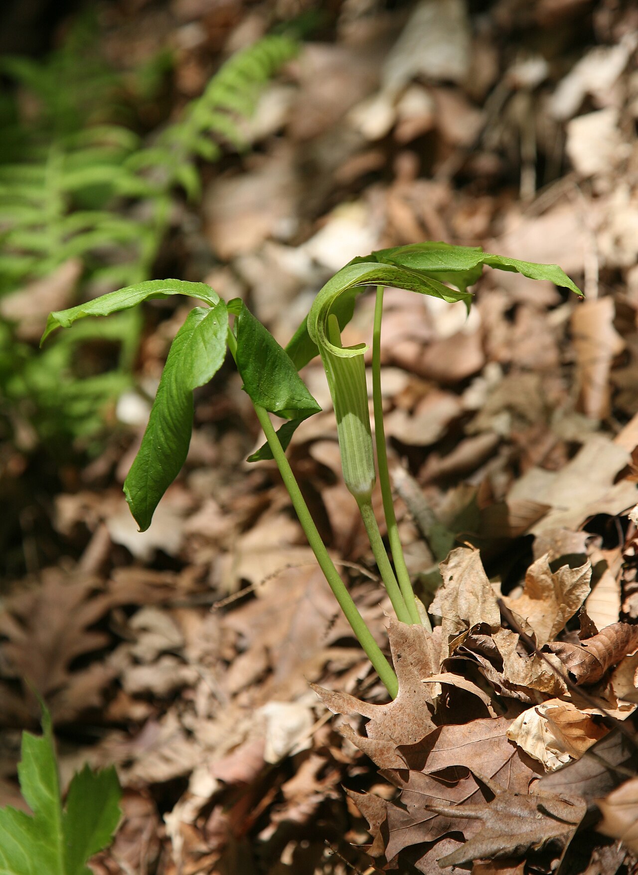 Arisaema triphyllum