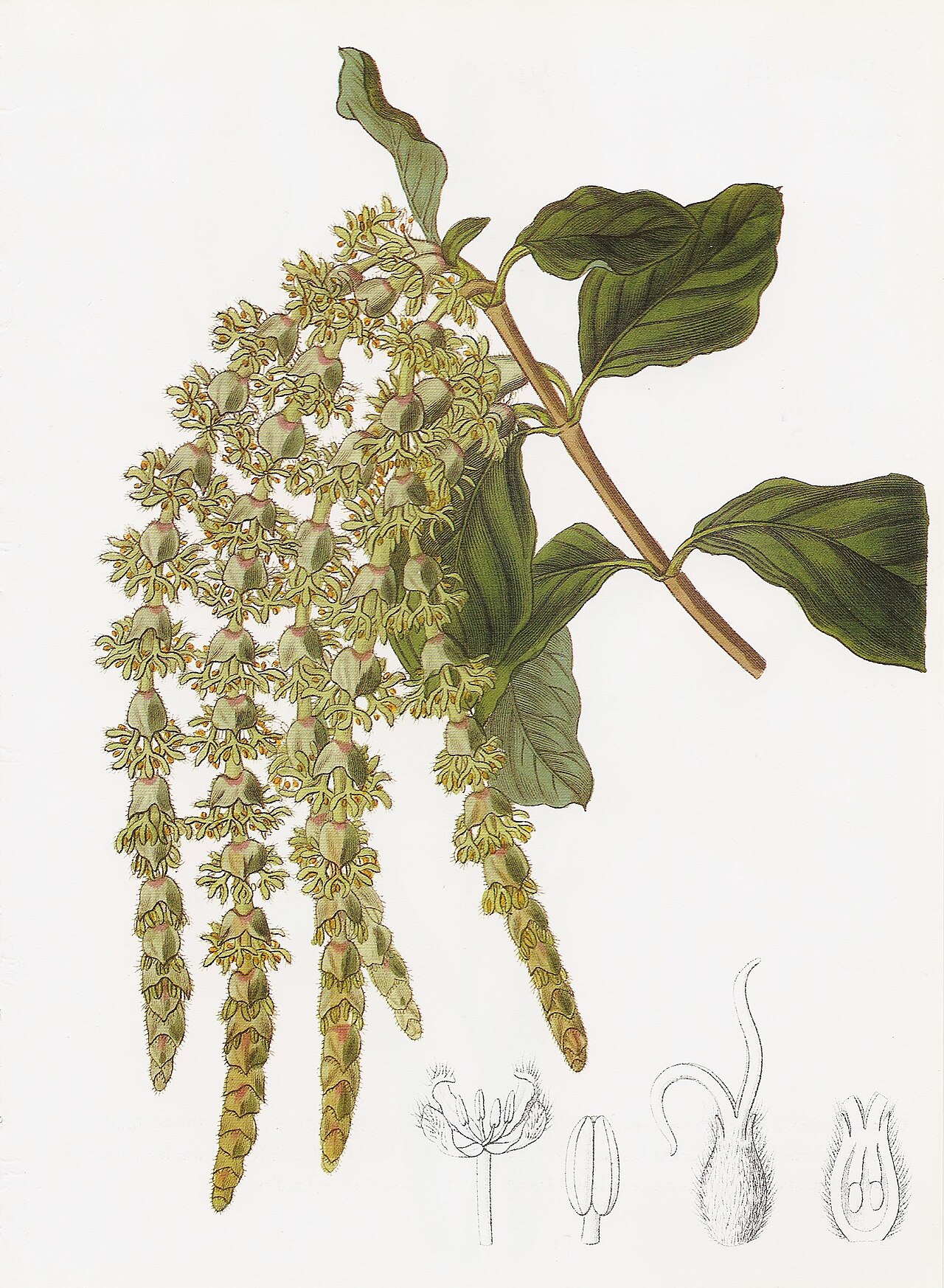 Garrya elliptica