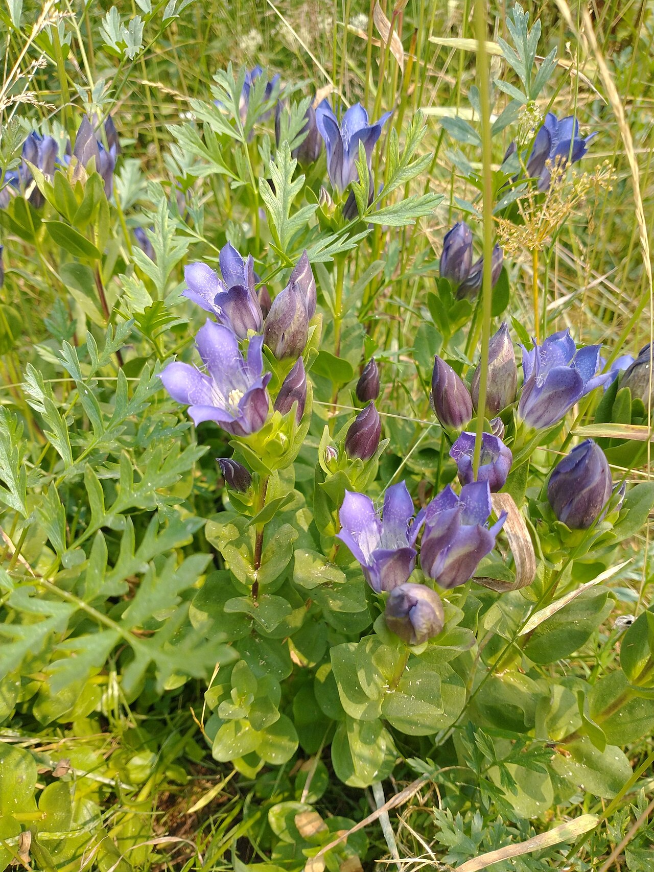 Gentiana plurisetosa
