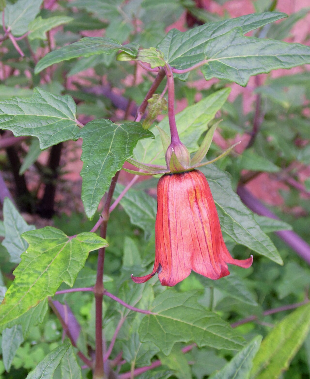 Canarina canariensis