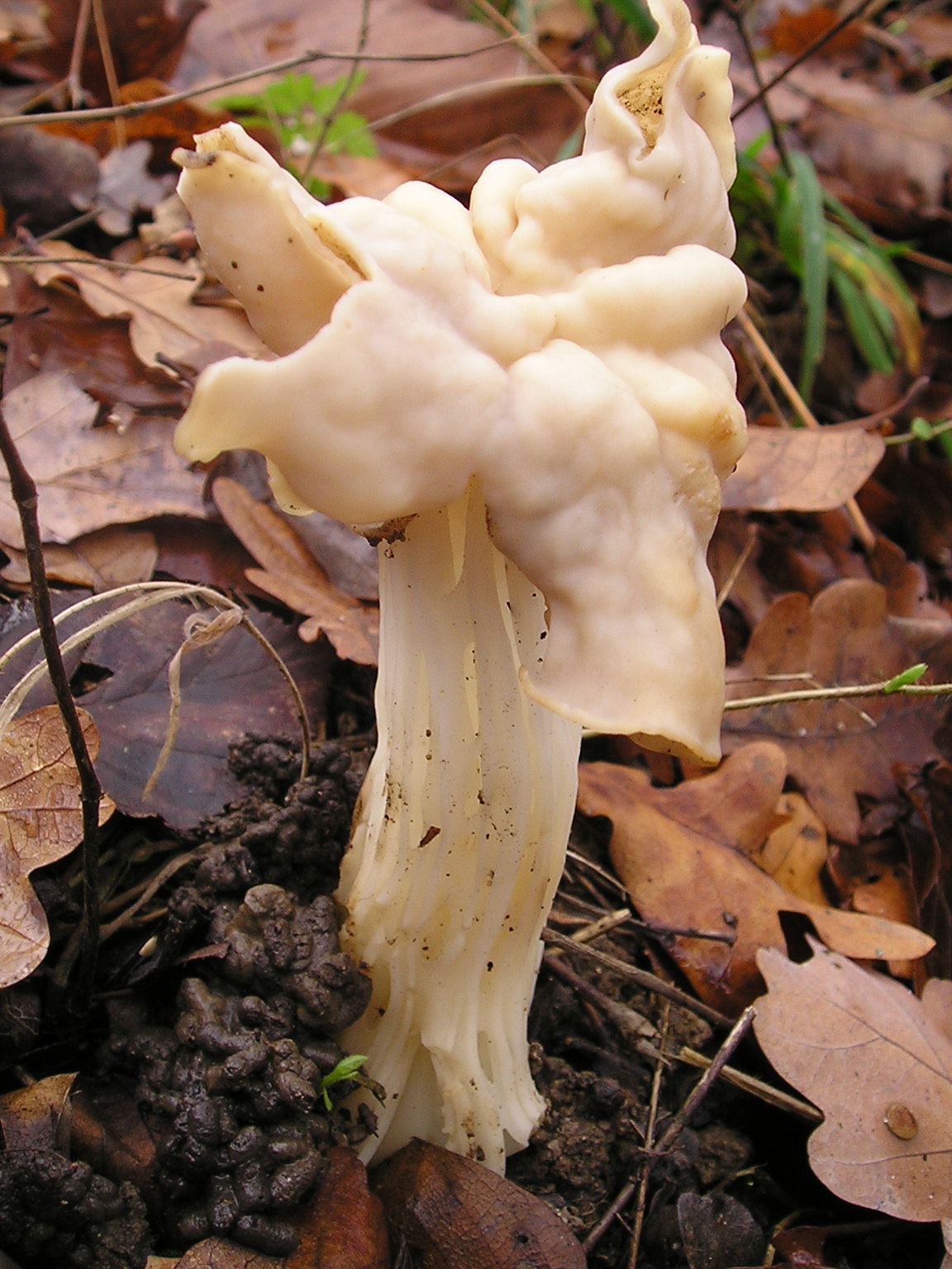 Fluted white elfin saddle