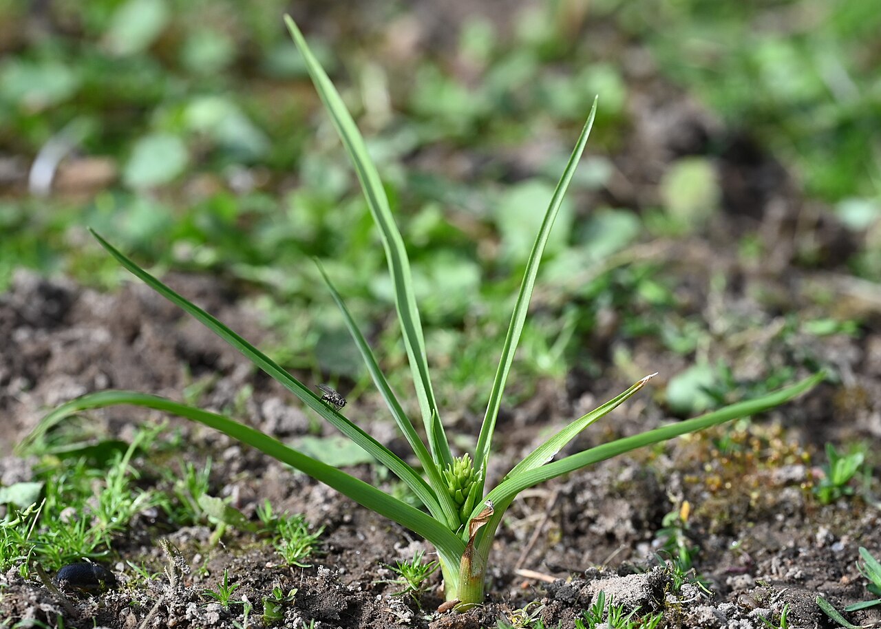 Anthericum liliago