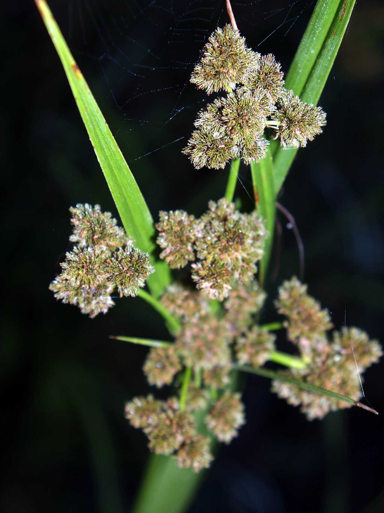 Scirpus pallidus