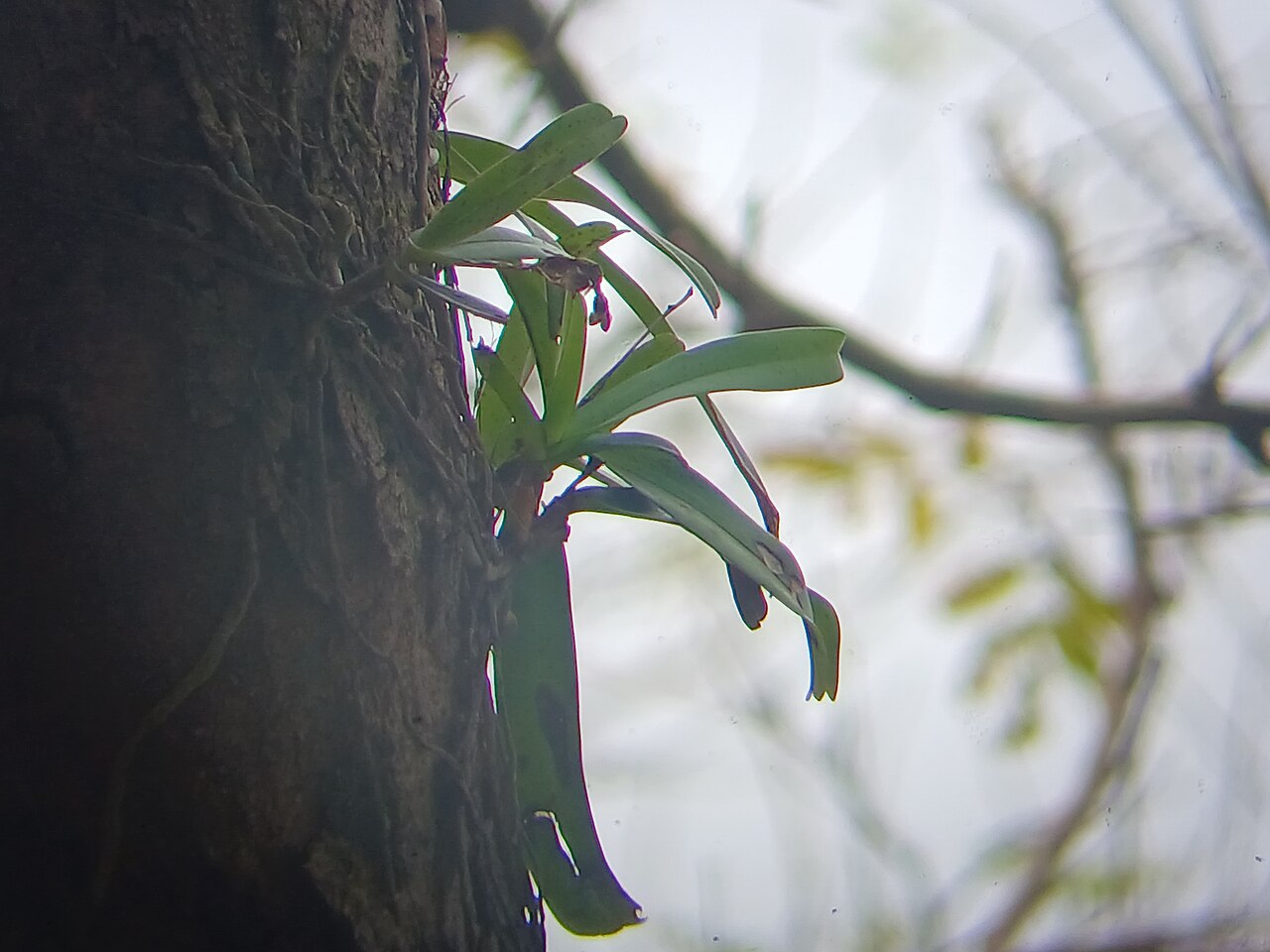 Aerides crispa