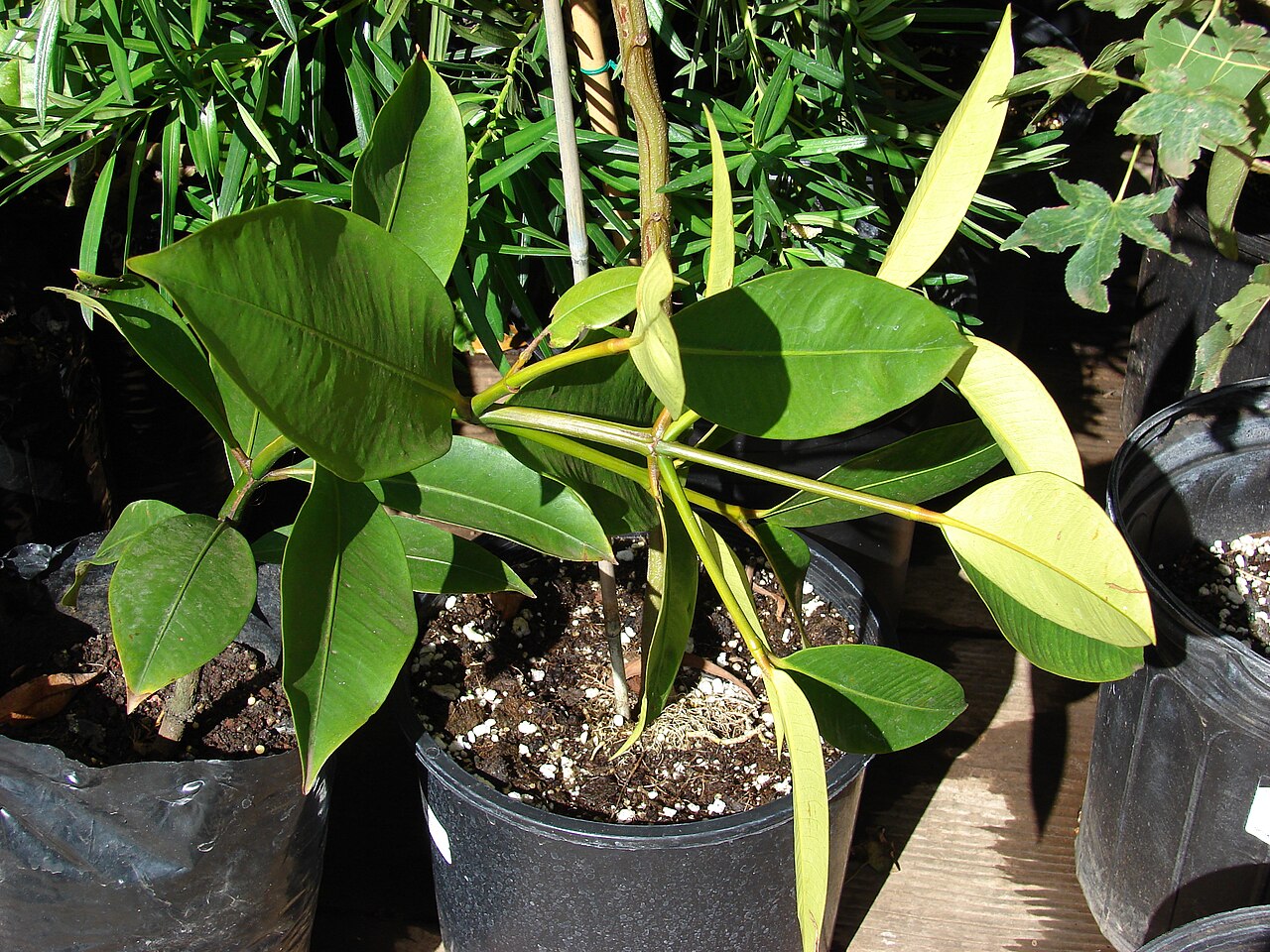 Garcinia mangostana