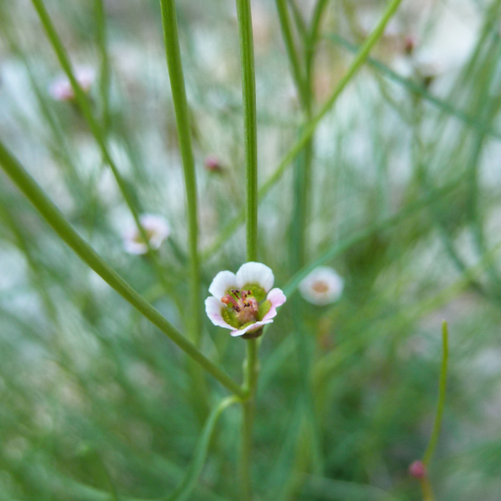 Euphorbia aaron-rossii
