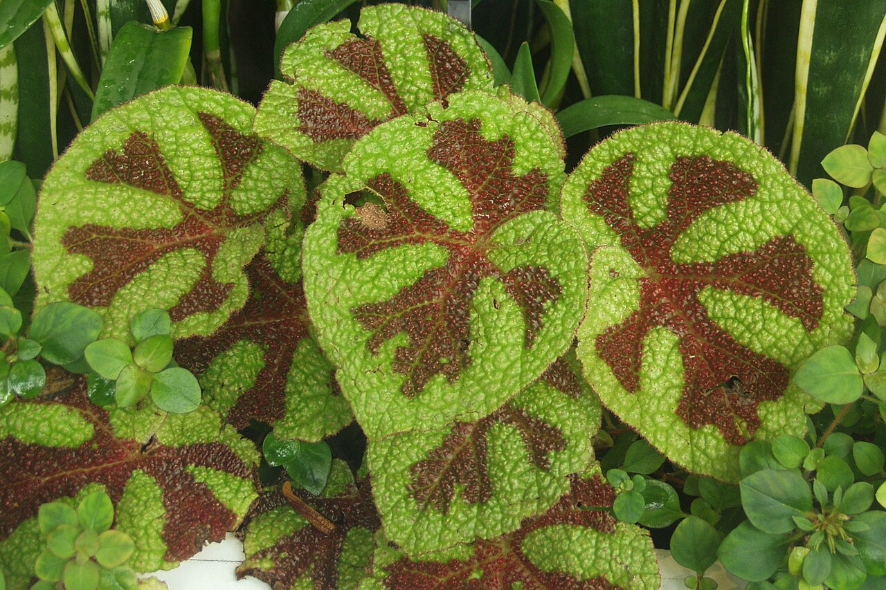 Begonia masoniana