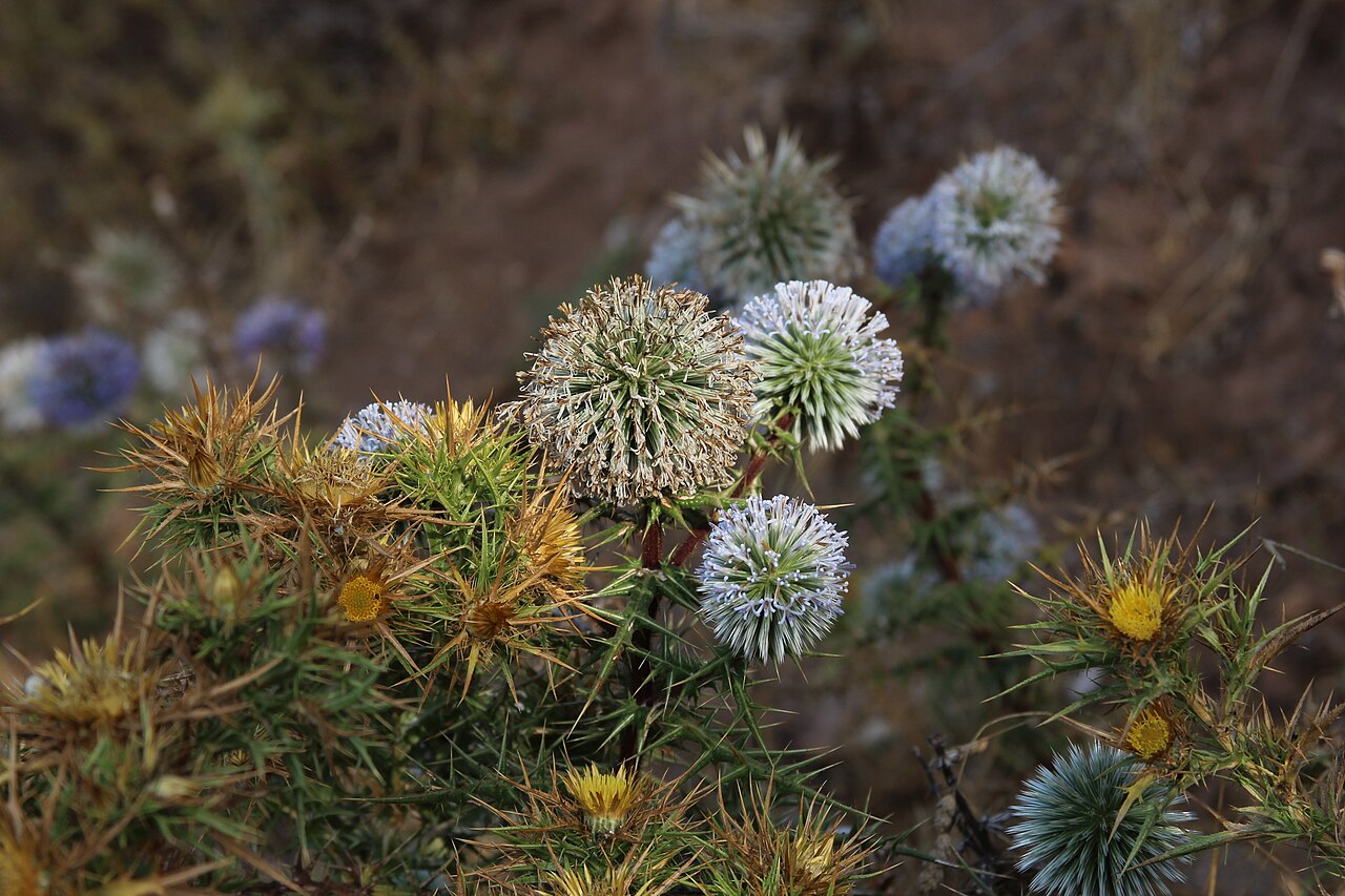 Carlina graeca