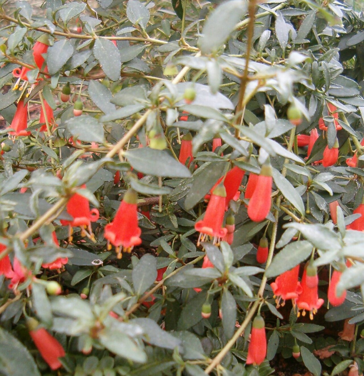 Correa pulchella