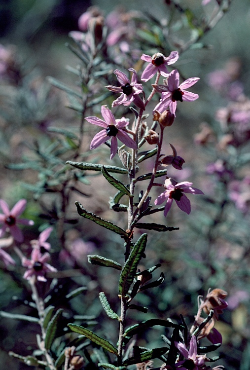 Guichenotia angustifolia