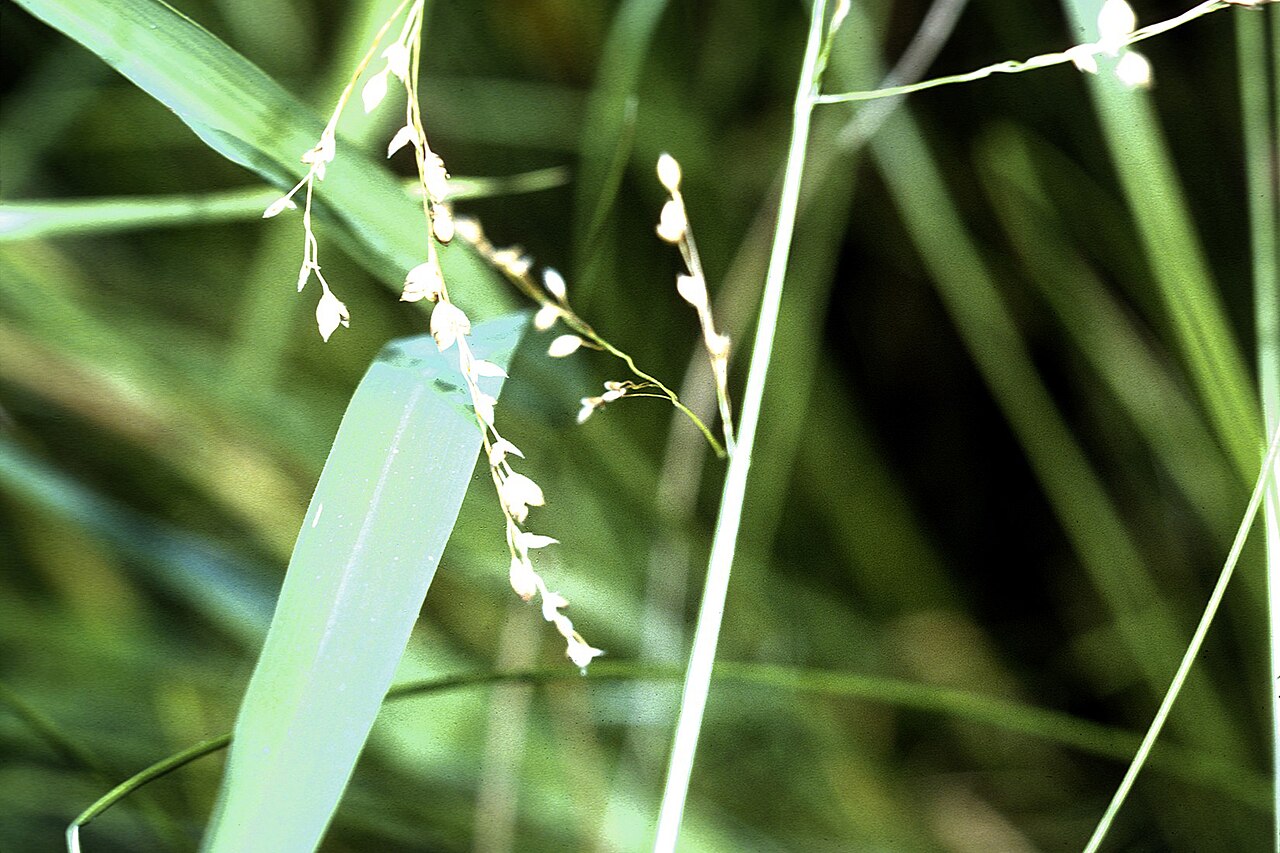 Glyceria canadensis