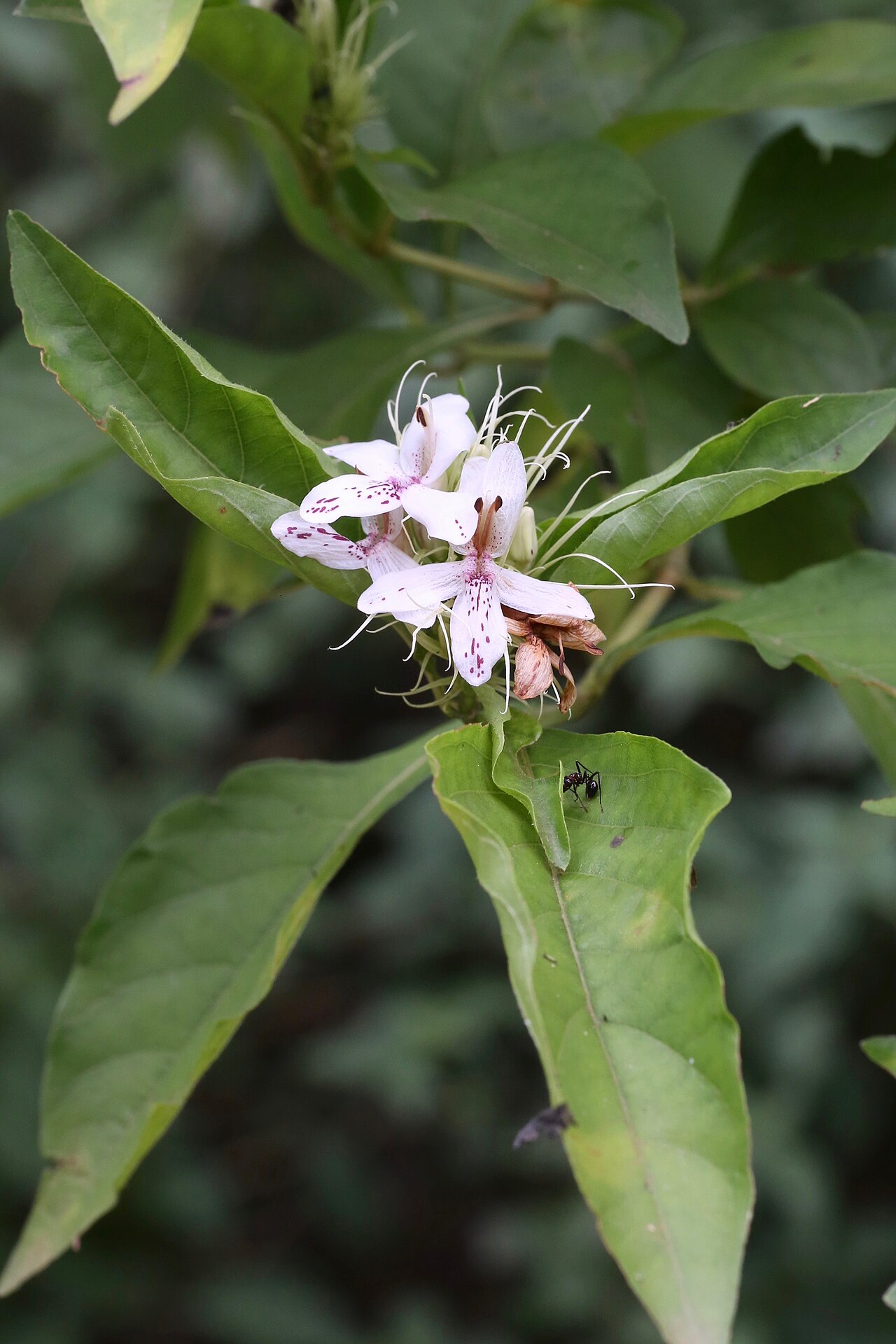 Ruttya ovata