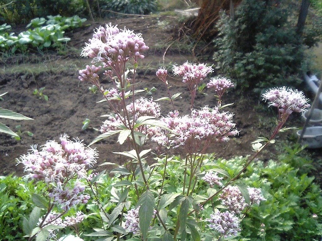 Eupatorium chinense