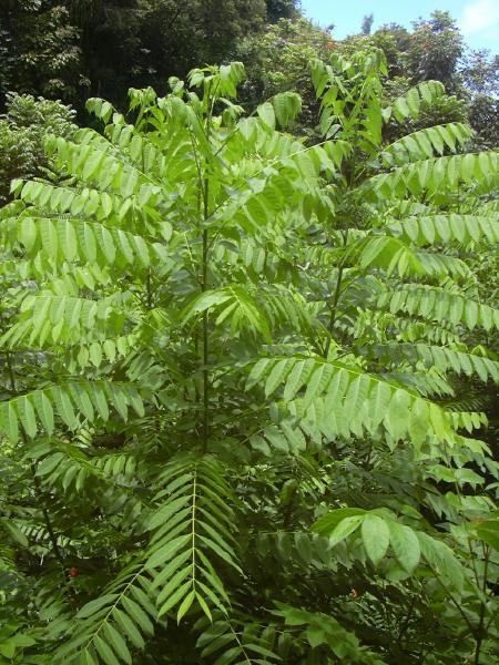 Spanish cedar