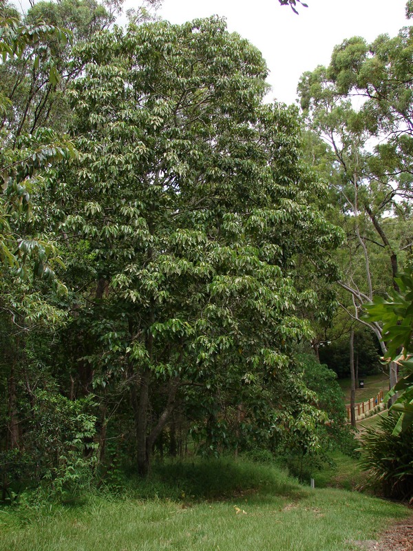 Aleurites rockinghamensis