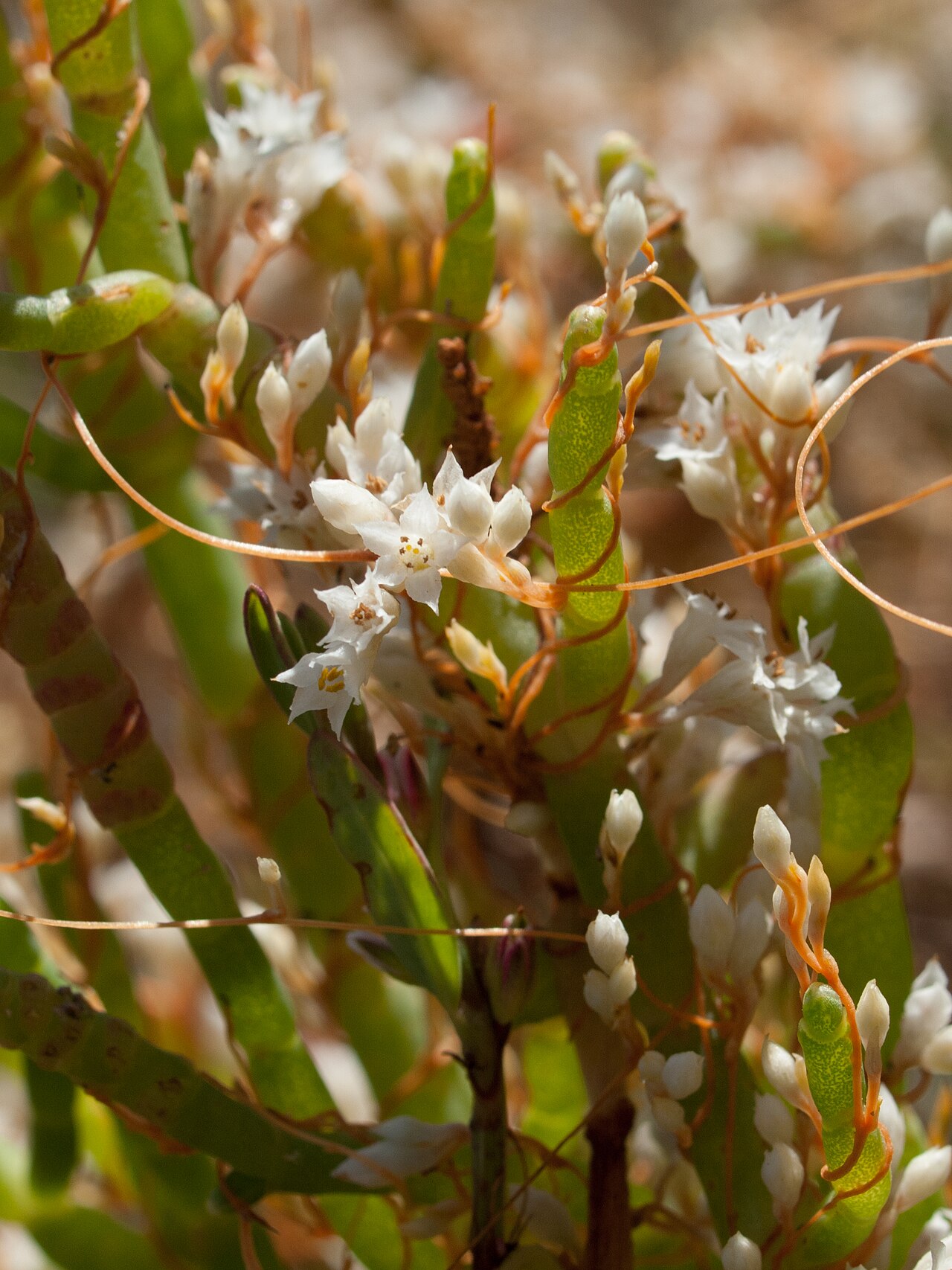 Cuscuta salina