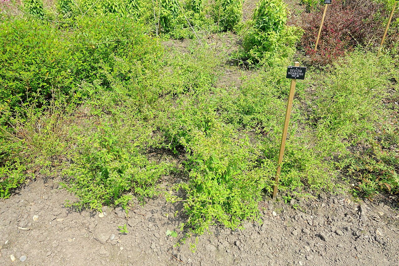Deutzia monbeigii