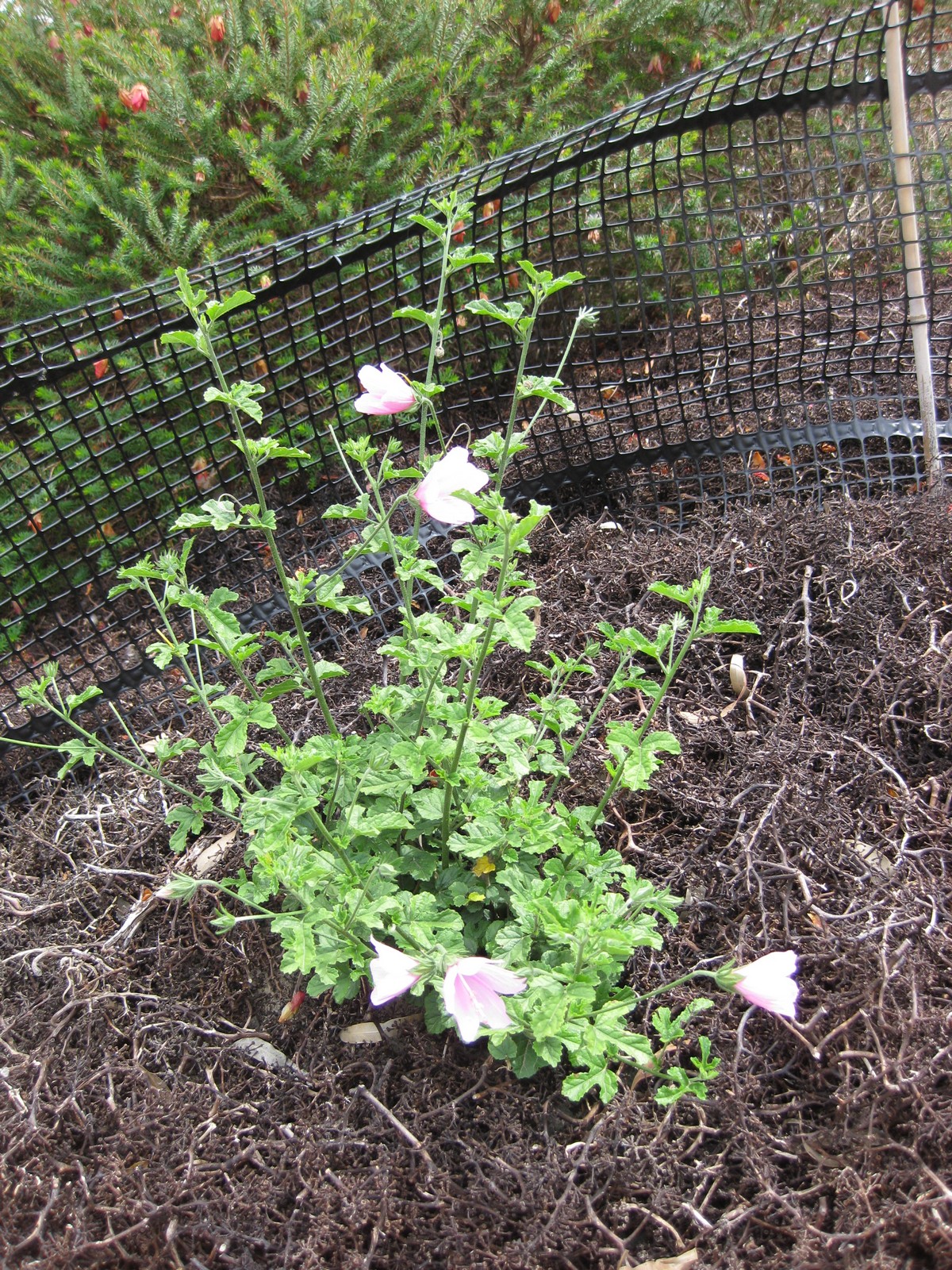 Hibiscus geranioides