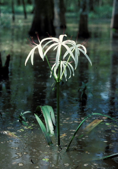Crinum americanum