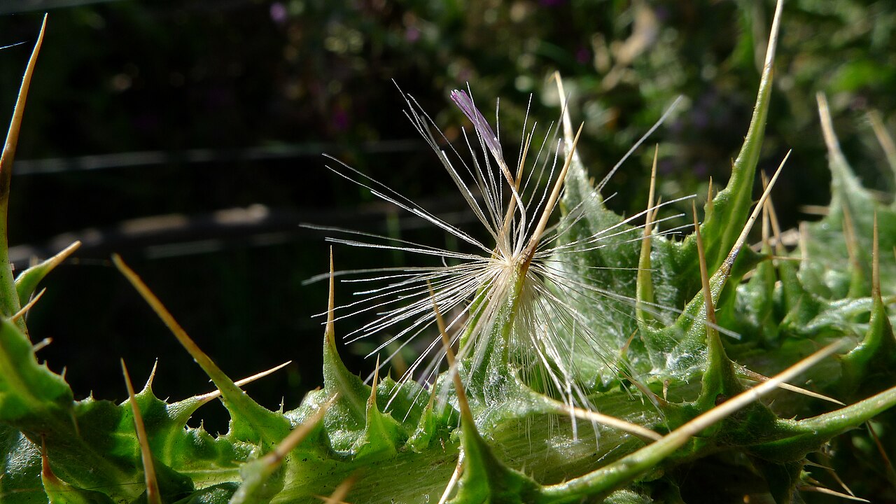 Berkheya annectens