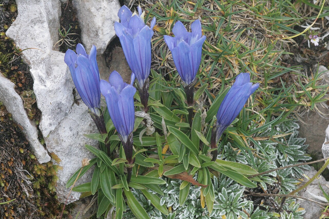 Karawanken gentian