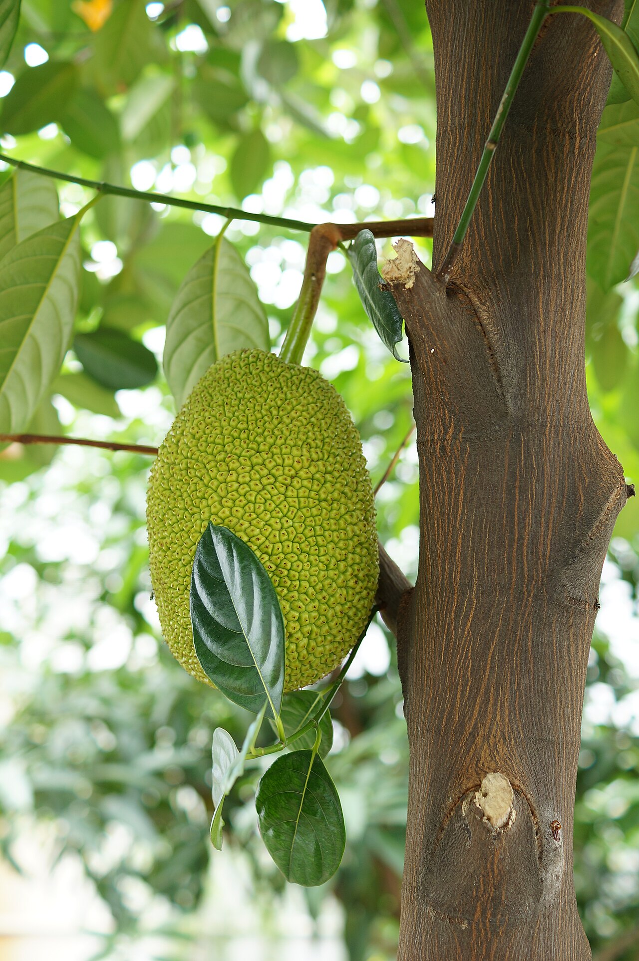 Artocarpus heterophyllus