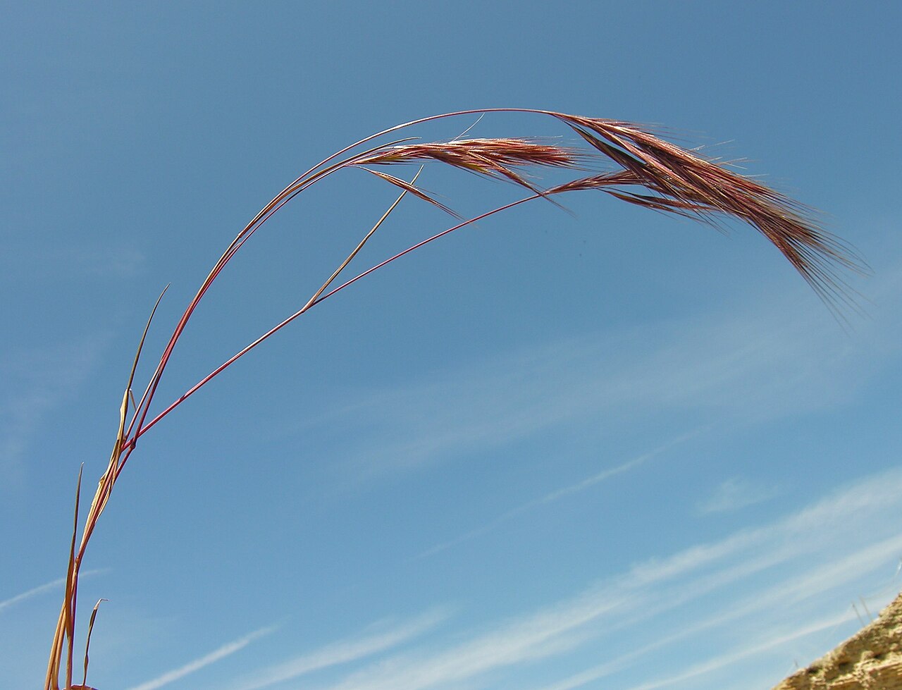 Bromus madritensis