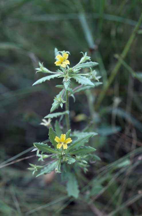 Goodenia neglecta