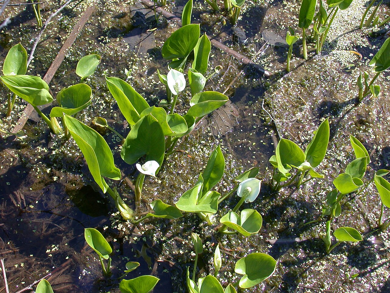 Calla palustris