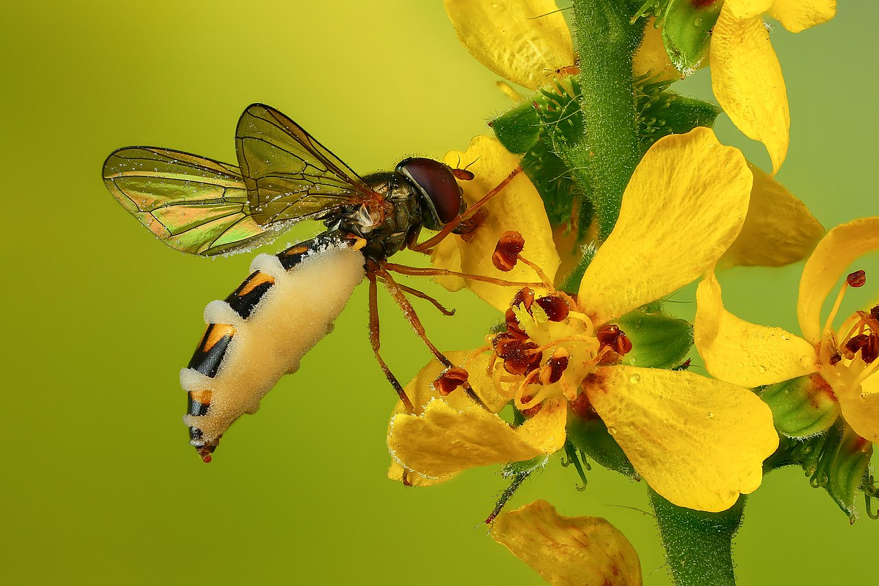 Entomophthora muscae