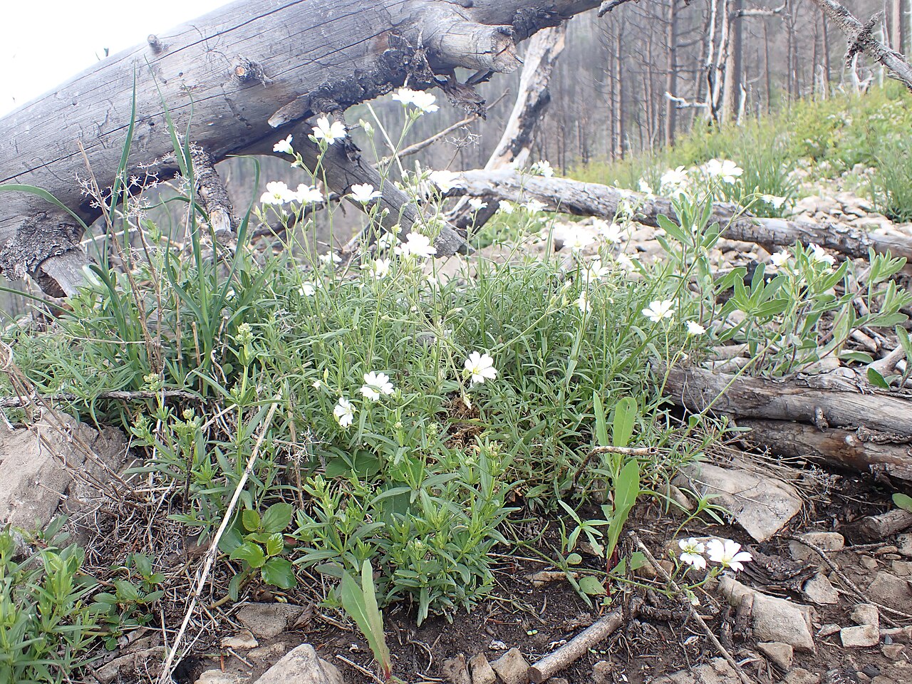 Cerastium arvense