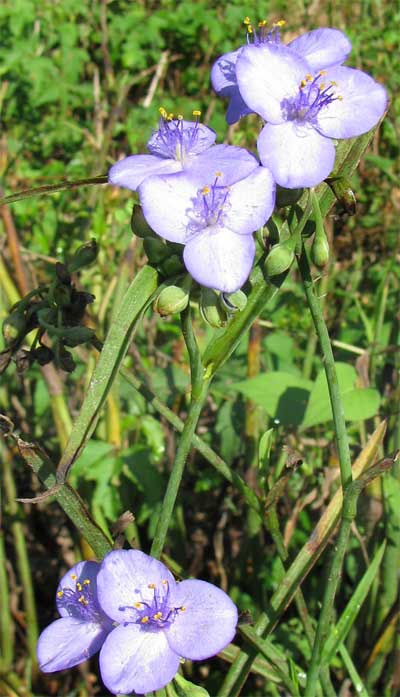 Tradescantia subaspera