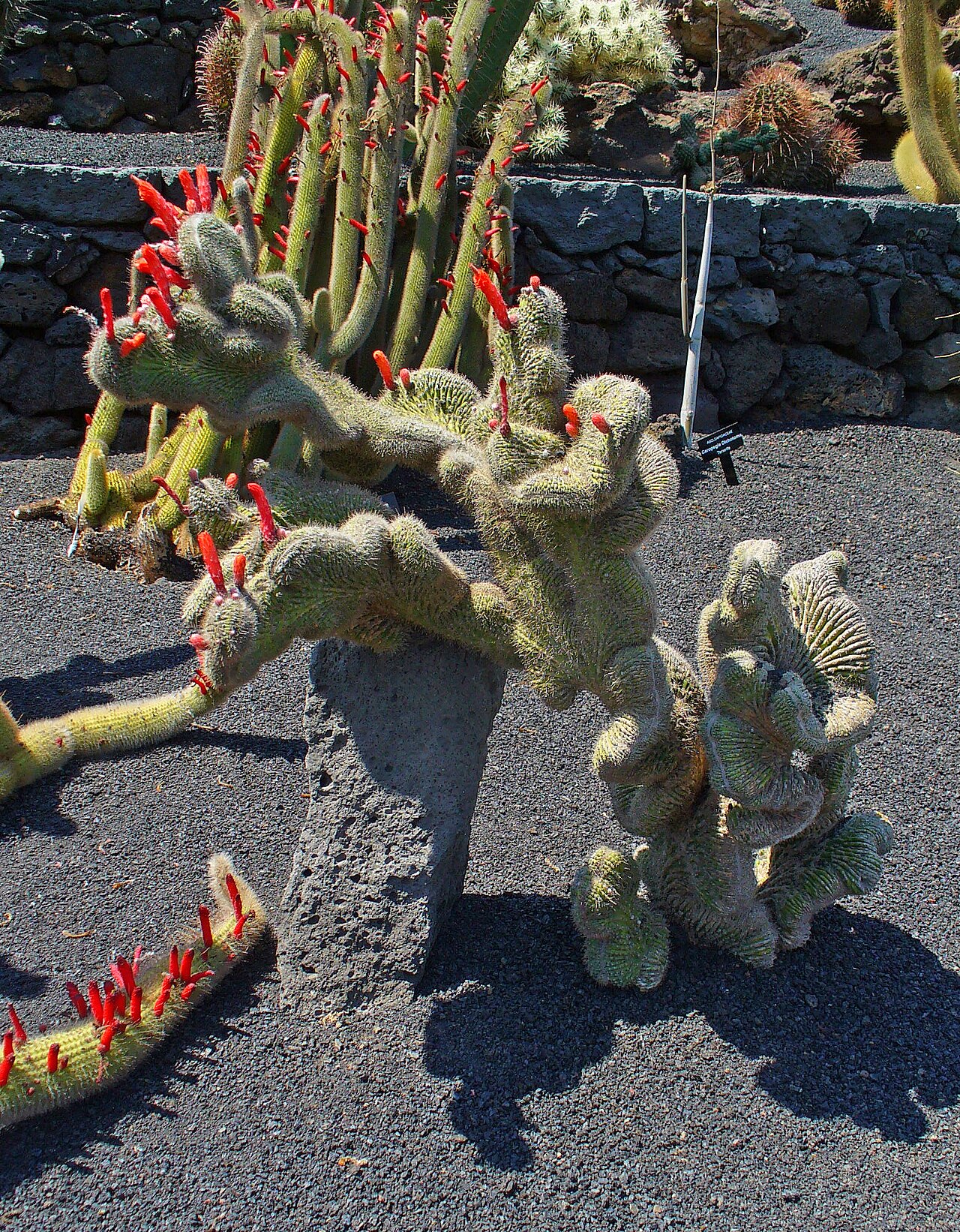 Cleistocactus hyalacanthus