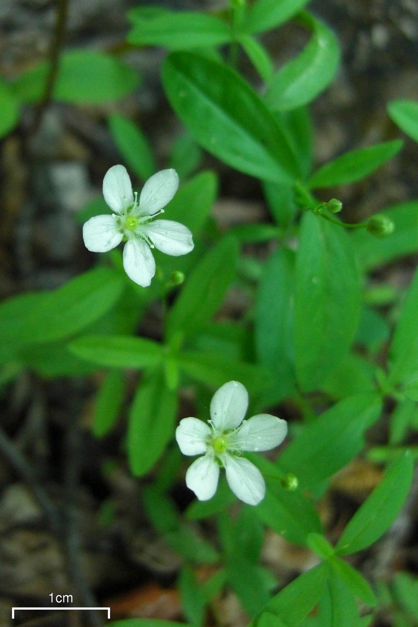 Moehringia lateriflora