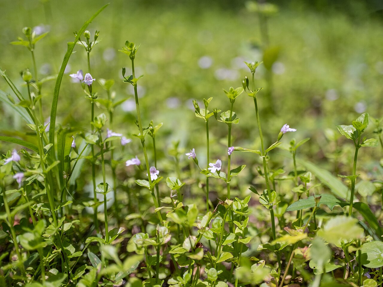 Clinopodium brownei