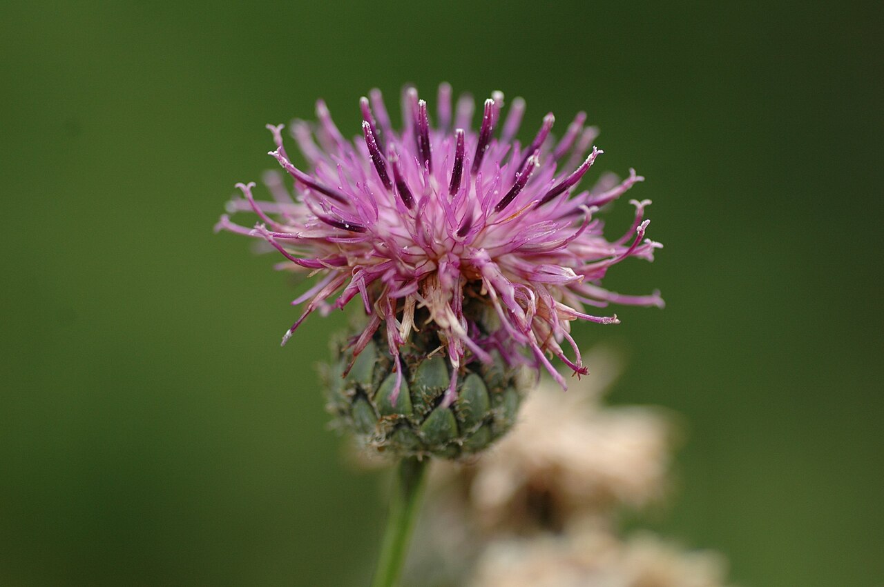 Centaurea cephalariifolia