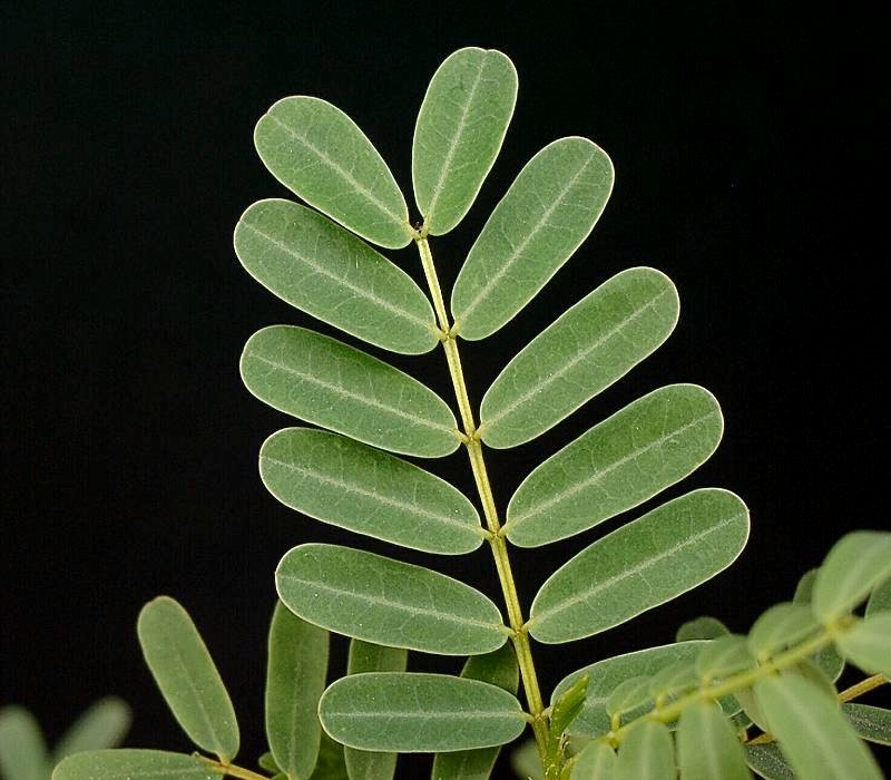 Delonix decaryi
