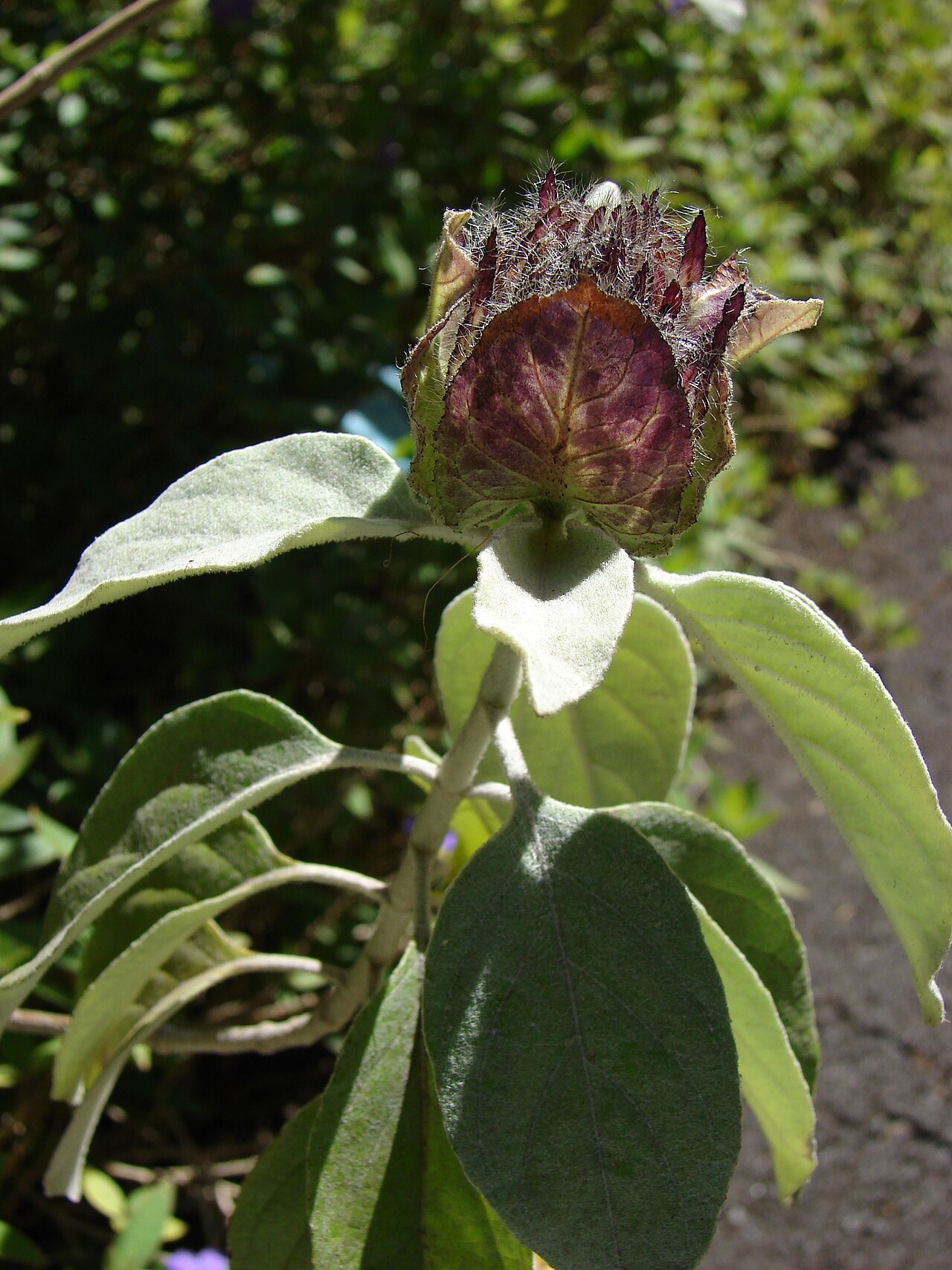 Barleria albostellata
