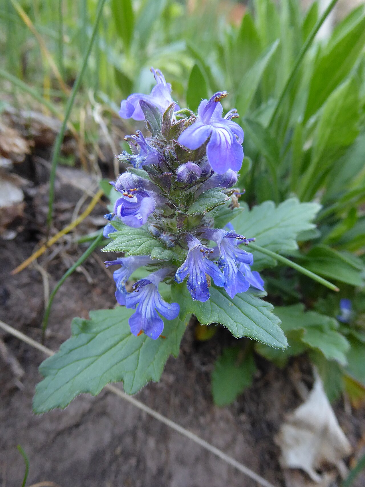 Ajuga genevensis