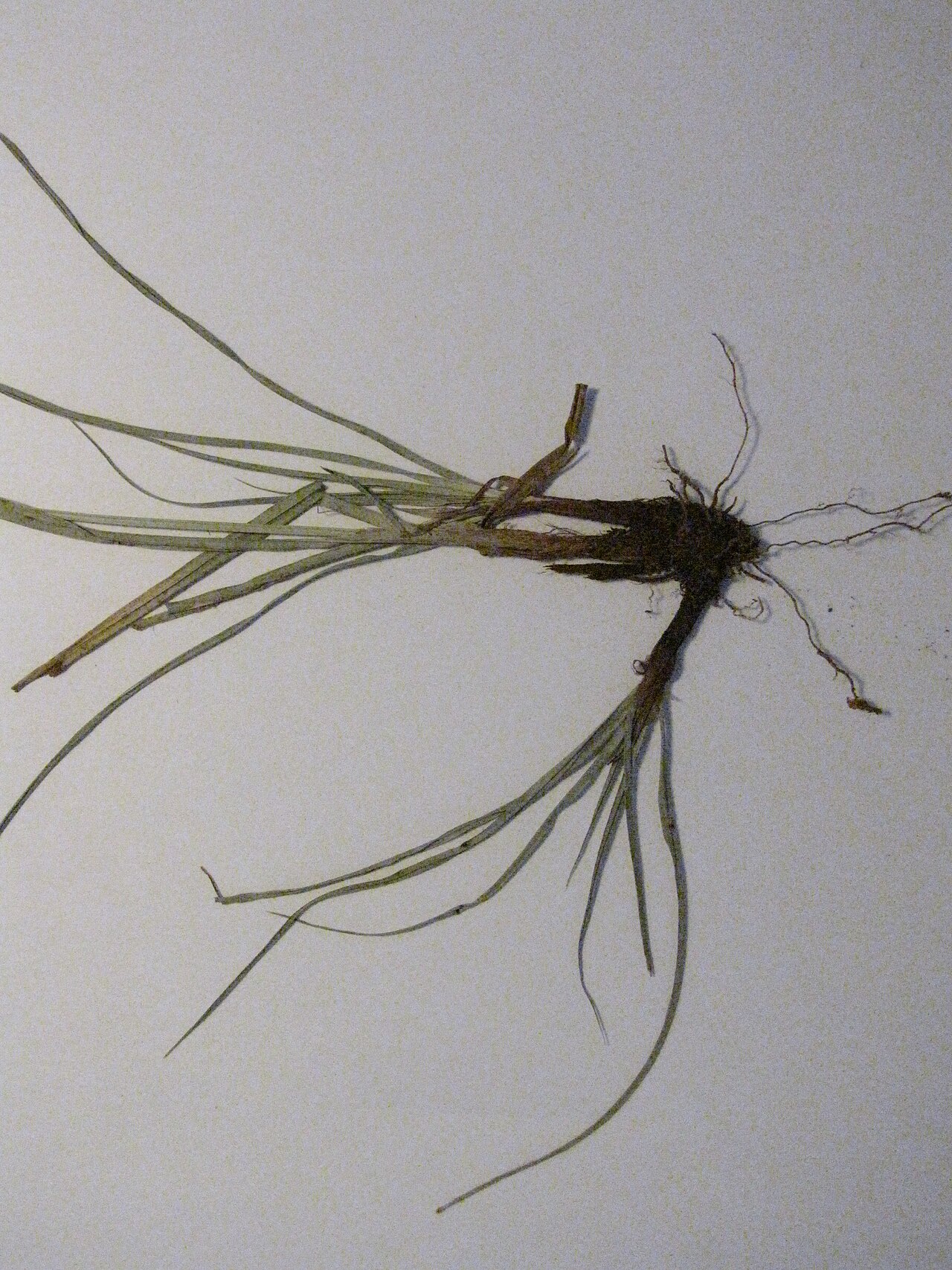 Cyperus aggregatus