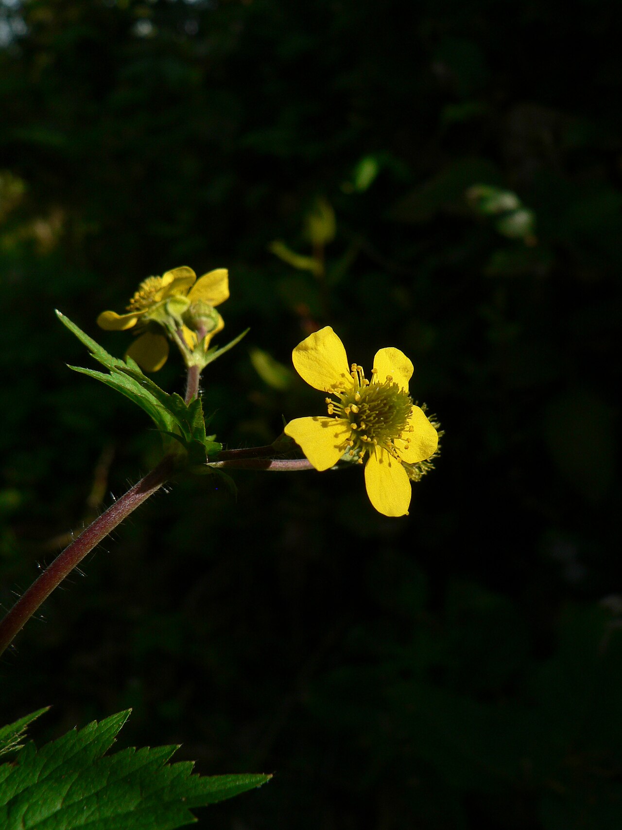 Geum macrophyllum